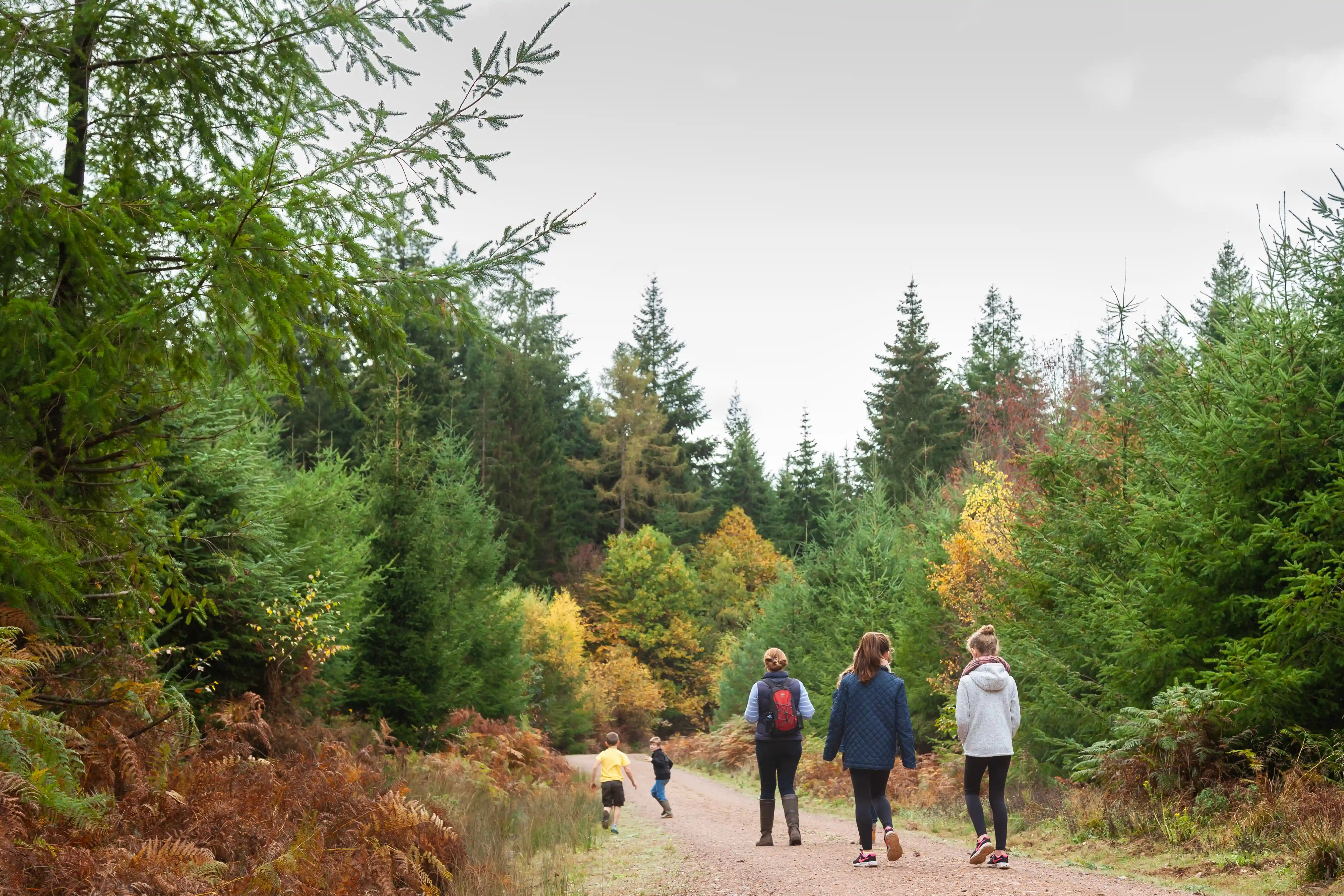 Wendover Woods Walks